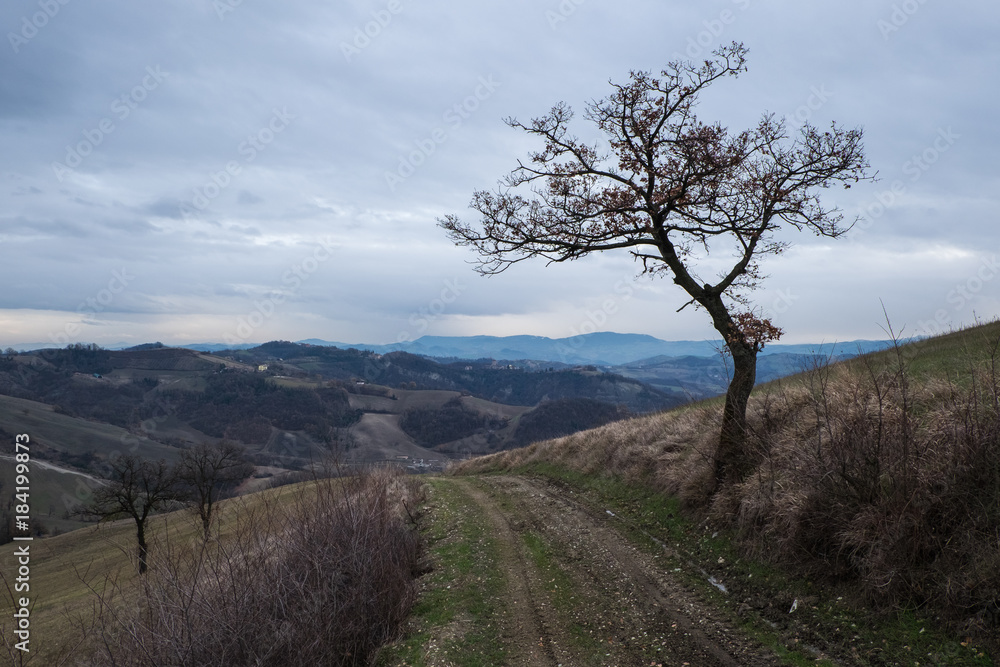 Alberi in collina in autunno