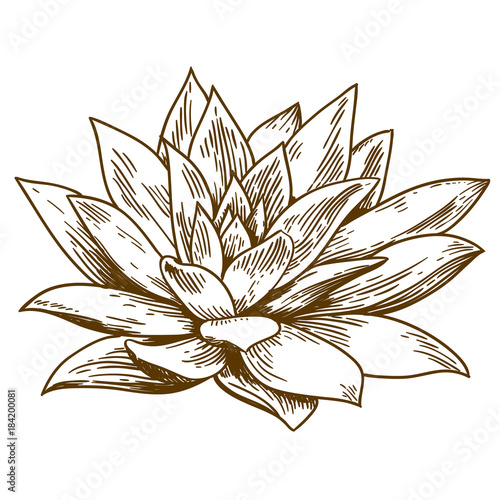 engraving illustration of succulent echeveria