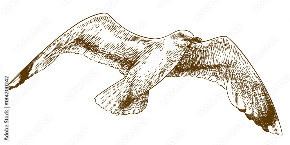 Obraz premium grawerowanie ilustracja latająca mewa