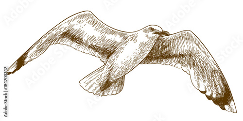 engraving drawing illustration of flying gull