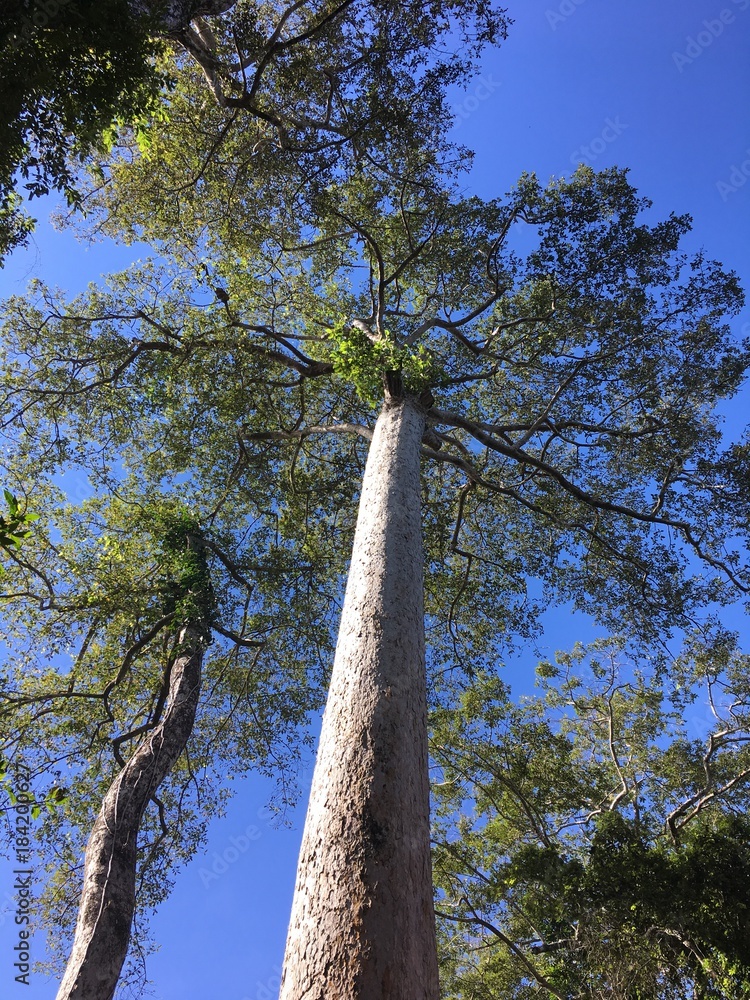 Fototapeta premium Arbre