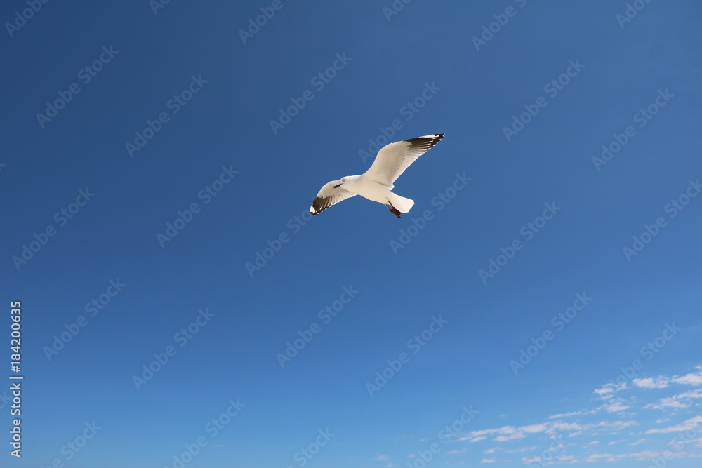 Obraz premium Seagull Chroicocephalus novaehollandiae at Indian Ocean, Western Australia