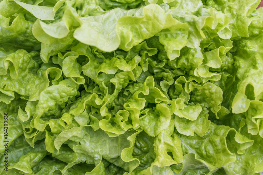 abstract background of green lettuce leaves abstract background of green lettuce leaves