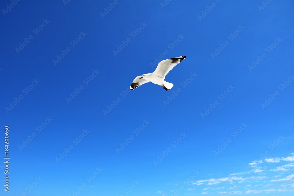 Australian Seagull Chroicocephalus novaehollandiae flying at Indian Ocean, Western Australia Australian Seagull Chroicocephalus novaehollandiae flying at Indian Ocean, Western Australia