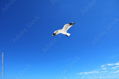 Australian Seagull Chroicocephalus novaehollandiae flying at Indian Ocean, Western Australia