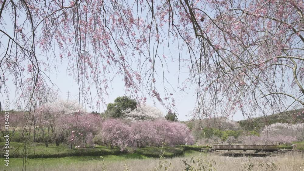 4K 風景 桜の木 シダレザクラ ソメイヨシノ Cherry blossoms in Japan(Hitachi Fuudoki no oka) 4K 風景 桜の木 シダレザクラ ソメイヨシノ Cherry blossoms in Japan(Hitachi Fuudoki no oka)