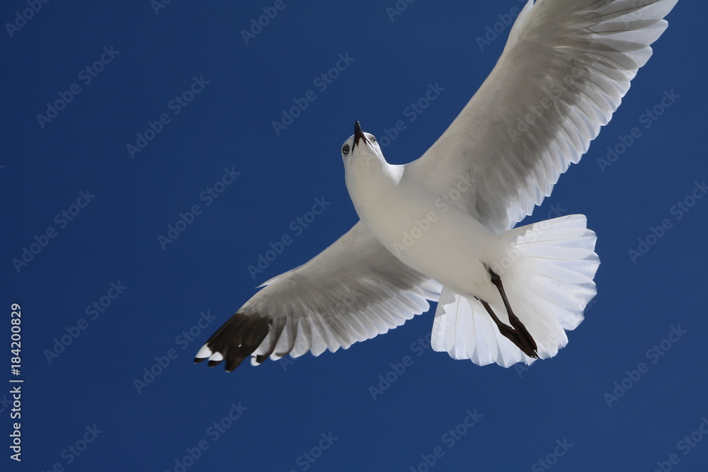Seagull Chroicocephalus novaehollandiae at Indian Ocean, Western Australia 