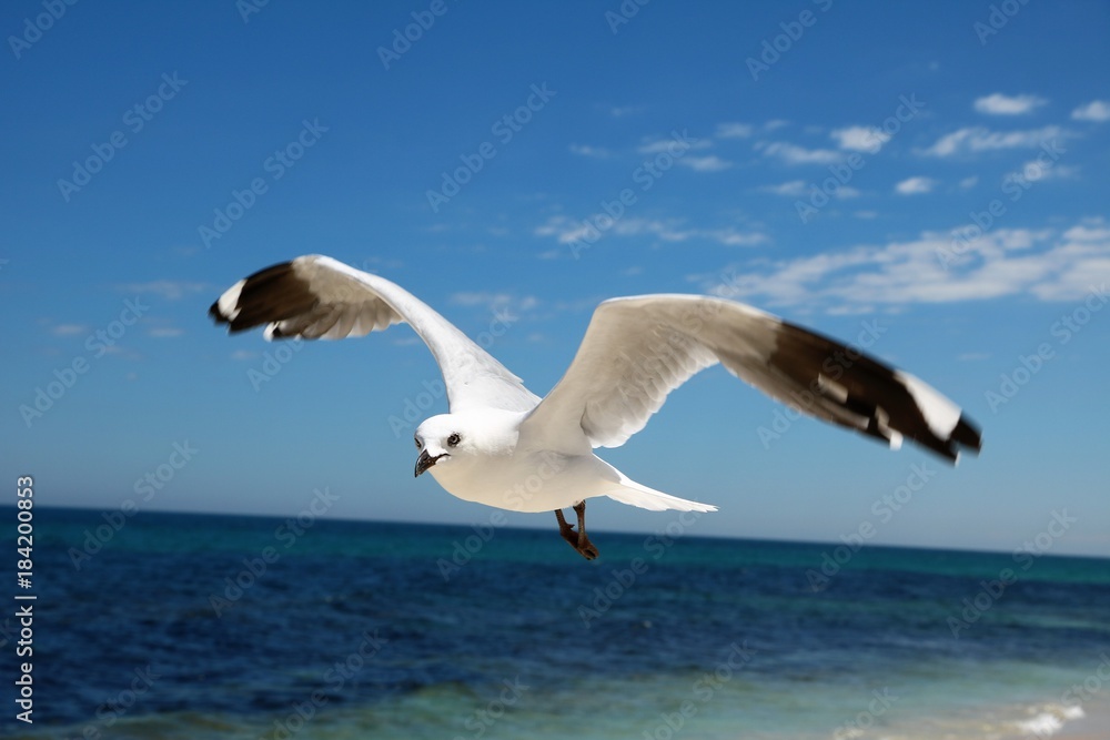 Obraz premium Australian Seagull Chroicocephalus novaehollandiae flying at Indian Ocean, Western Australia