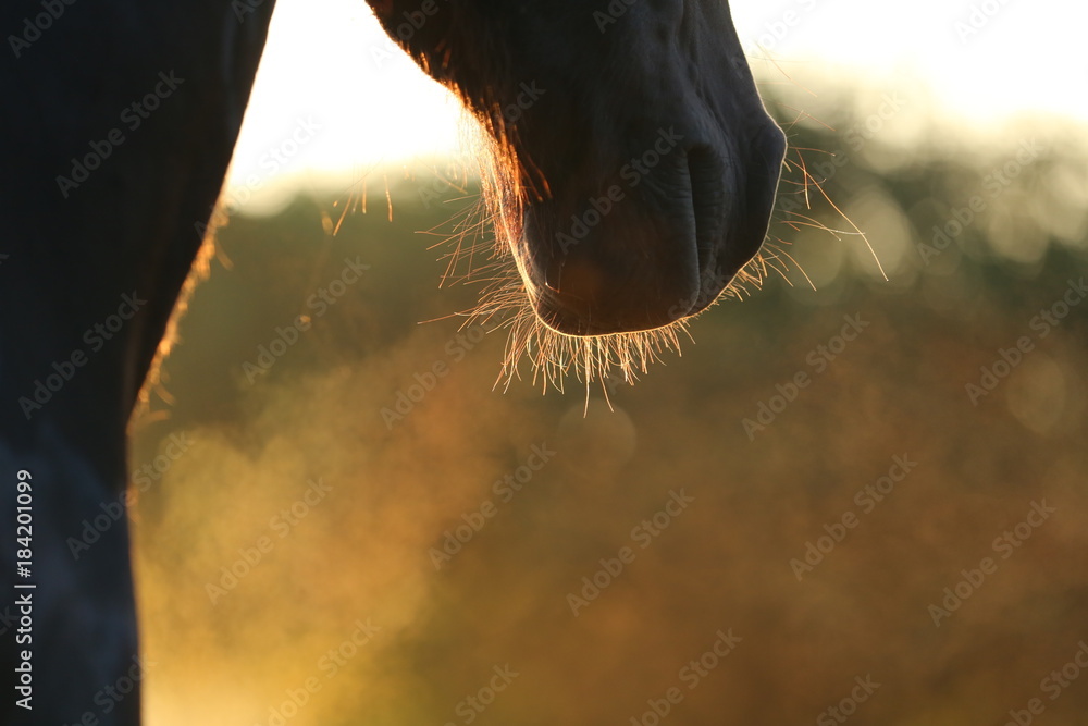 Fototapeta premium Pferdeatem