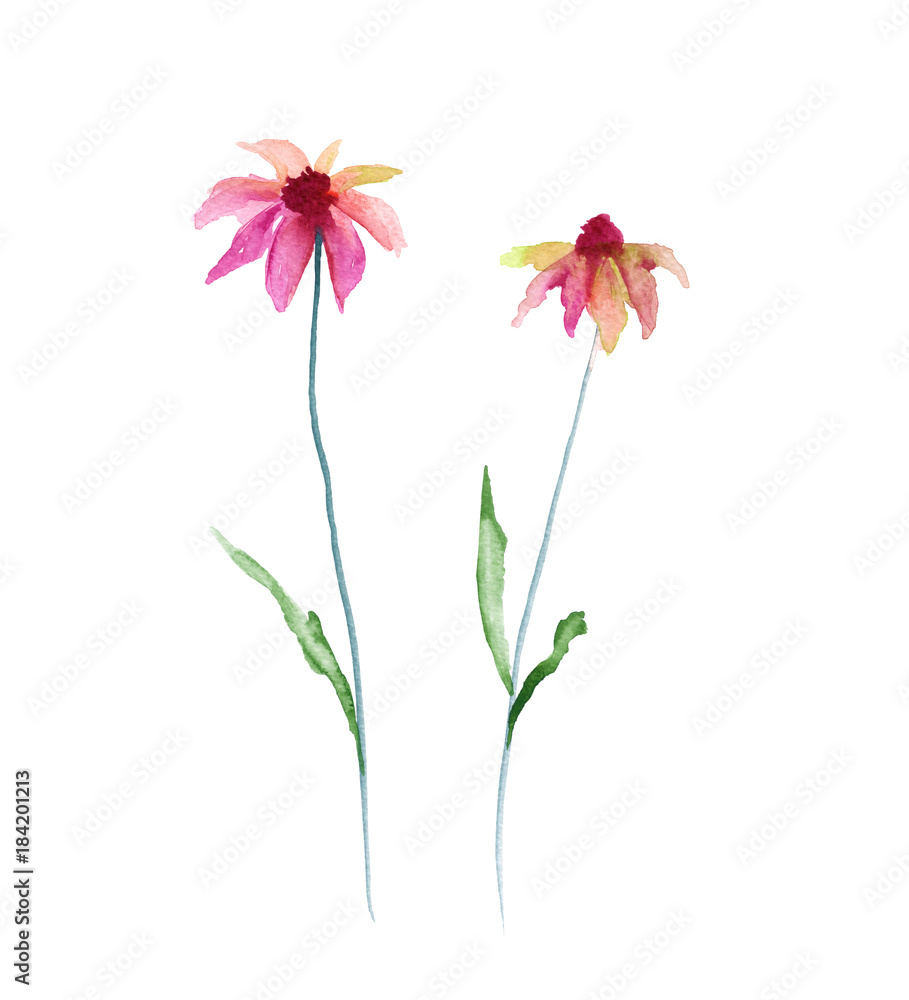 Wild flower. Isolated on white background. Wild flower. Isolated on white background.