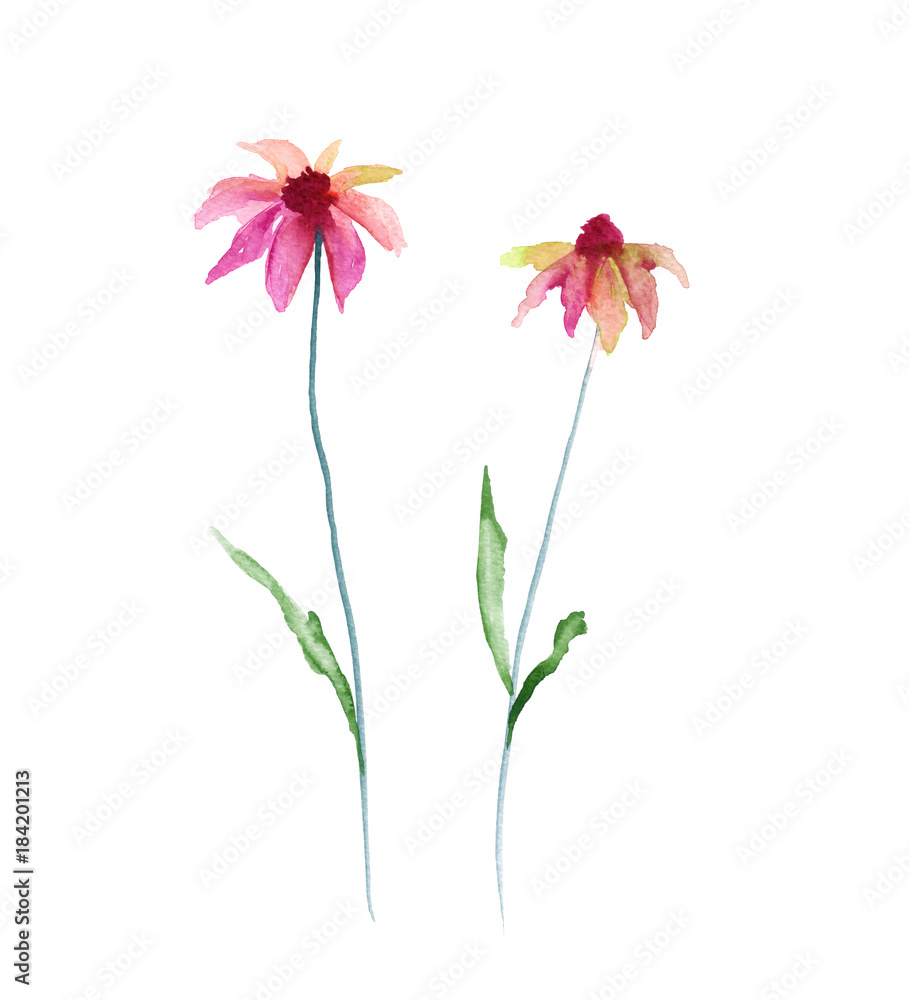 Wild flower. Isolated on white background. 