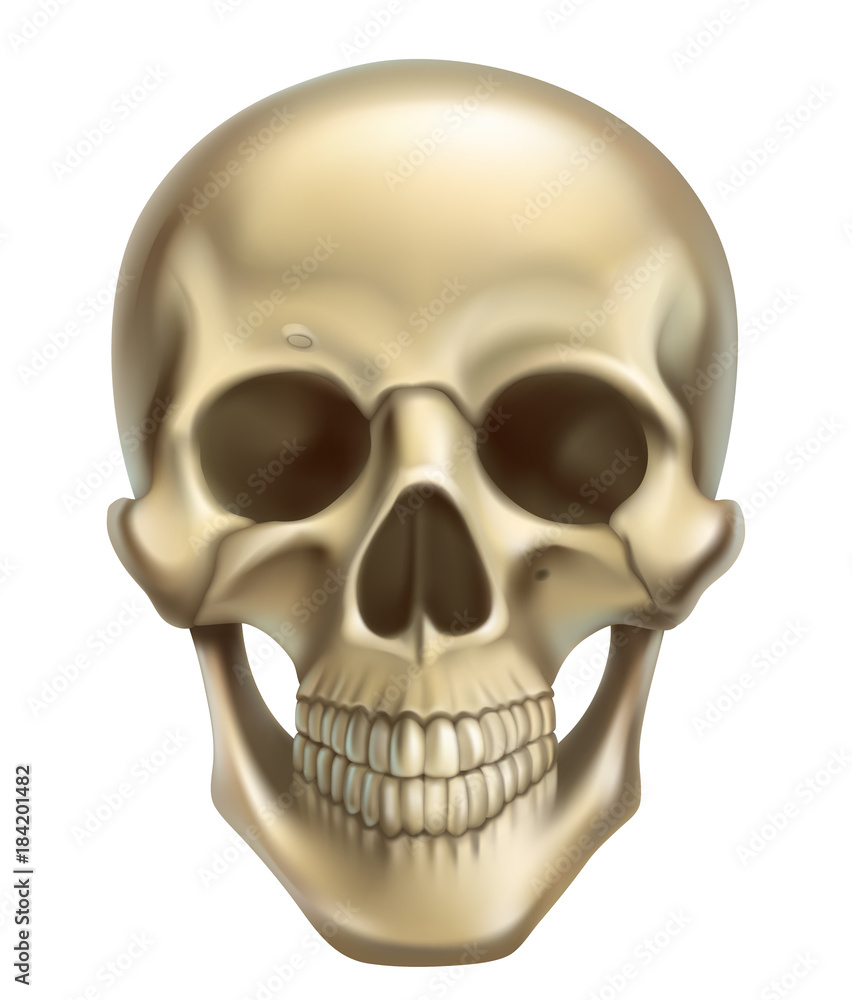 Skull. 3d realistic vector icon Skull. 3d realistic vector icon