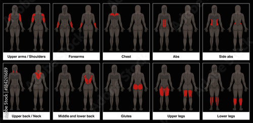 Muscle chart - female body, frontal and back view with highlighted red muscle parts - isolated vector illustration on black background