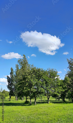 Beautiful summer landscape