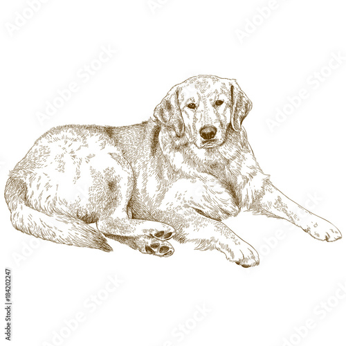 engraving  illustration of labrador