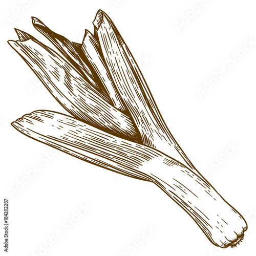 engraving illustration of leek
