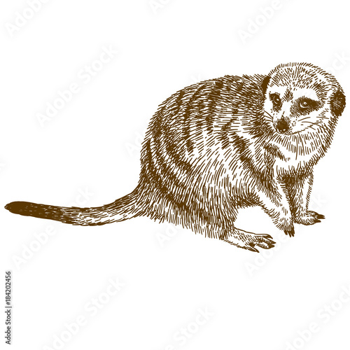 engraving drawing illustration of meerkat