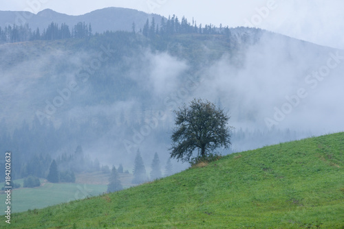 panoramic view of misty forest in mountain area