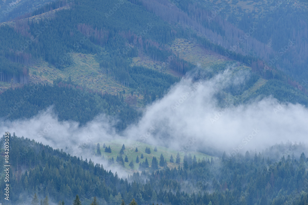 Fototapeta premium panoramic view of misty forest in mountain area