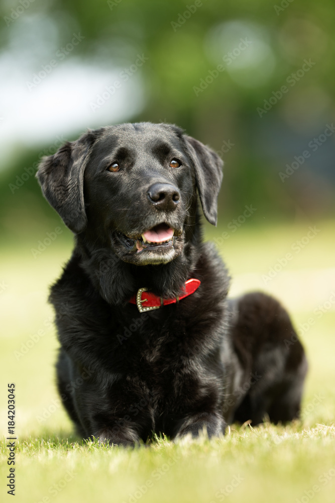 Dog outdoors in nature