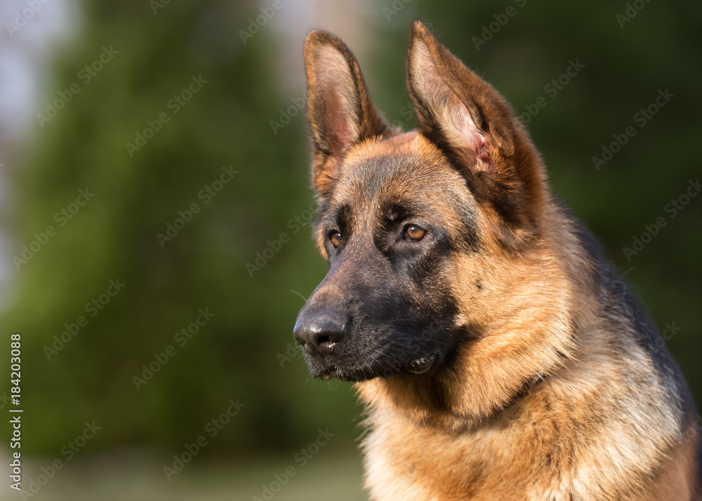 German shepherd dog