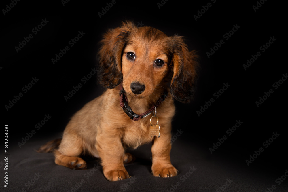 Young longhaired dachshund dog puppy