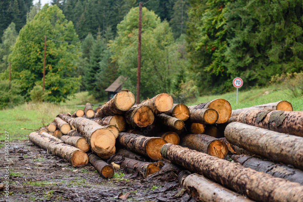 A big pile of wood in a forest road A big pile of wood in a forest road
