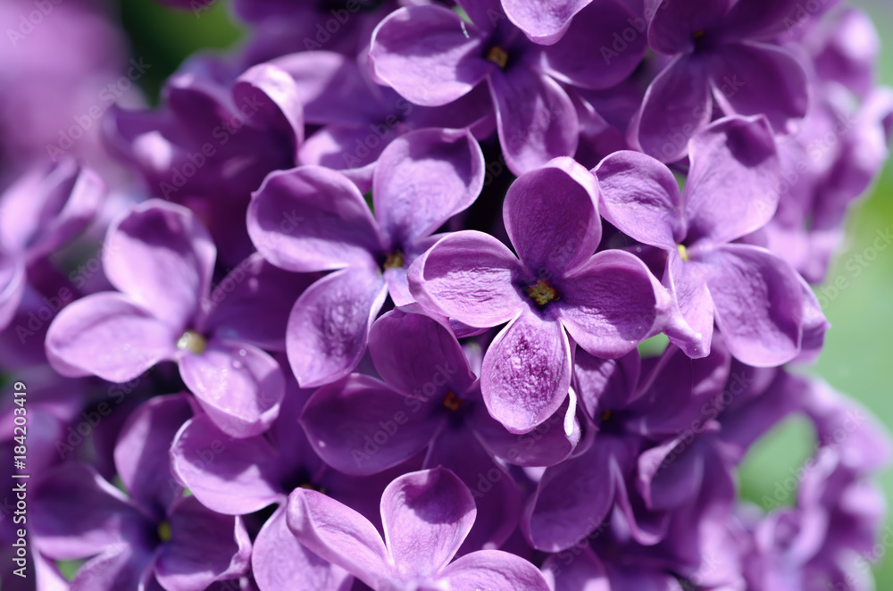 Macro image of spring soft violet lilac flowers, natural seasonal floral background. Can be used as holiday card with copy space. Macro image of spring soft violet lilac flowers, natural seasonal floral background. Can be used as holiday card with copy space.