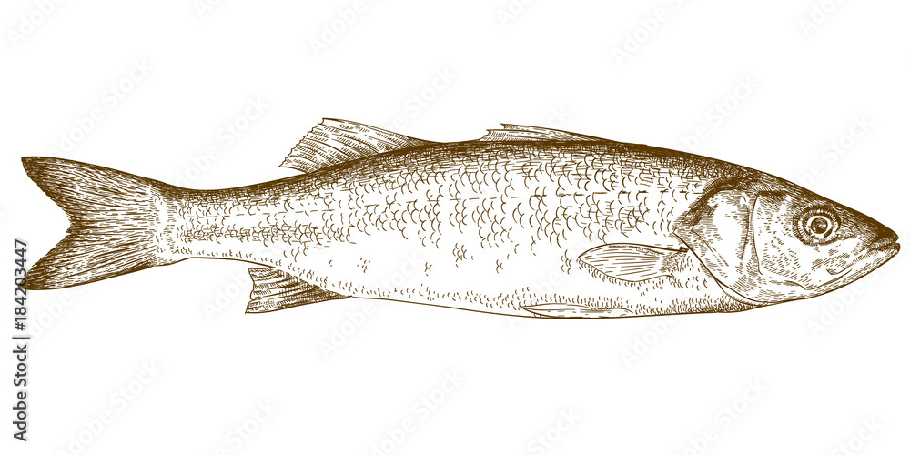 Fototapeta premium engraving illustration of sea bass