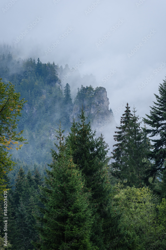 panoramic view of misty forest in mountain area with mountains hiding behind trees