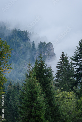 panoramic view of misty forest in mountain area with mountains hiding behind trees