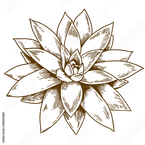 engraving illustration of succulent echeveria