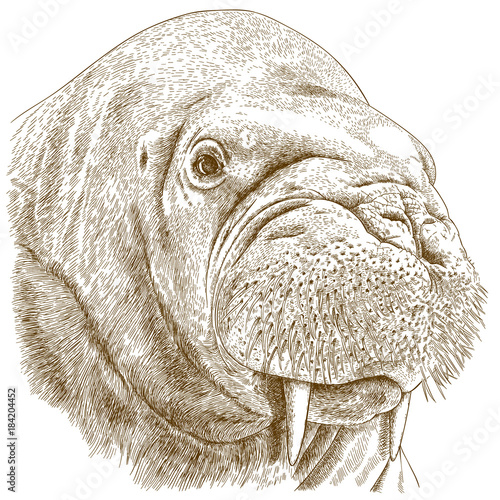 engraving illustration of walrus head