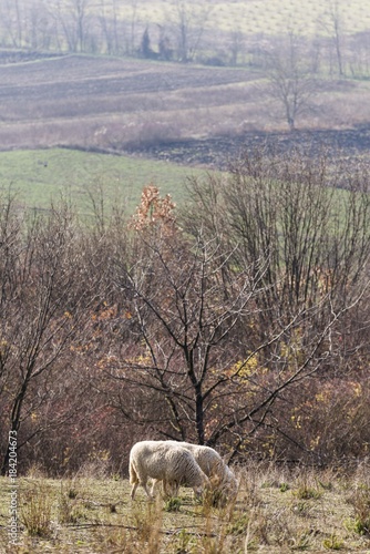 sheeps on pasture