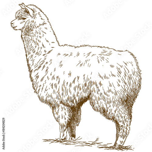 engraving drawing illustration of fluffy llama