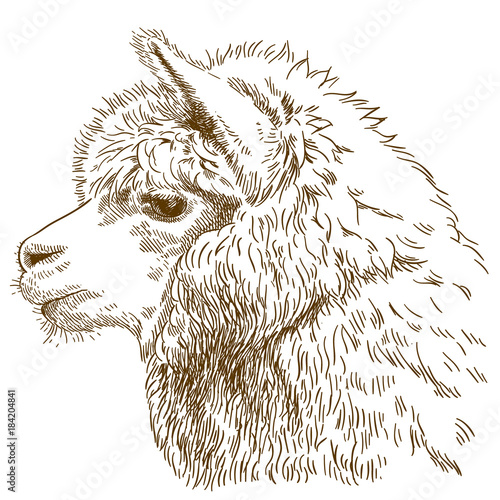 engraving drawing illustration of fluffy llama head