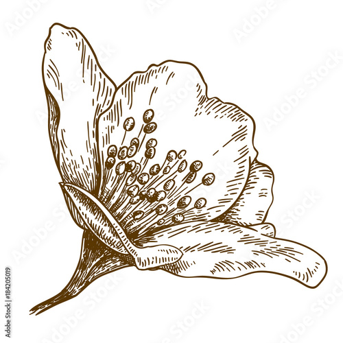 engraving illustration of jasmine flower