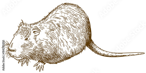 engraving drawing illustration of nutria or coypu