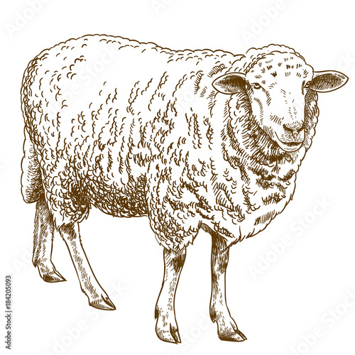 Obraz na płótnie engraving drawing illustration of sheep