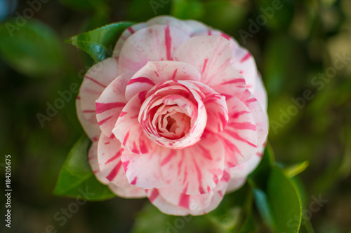 Photo Pink and white camelia