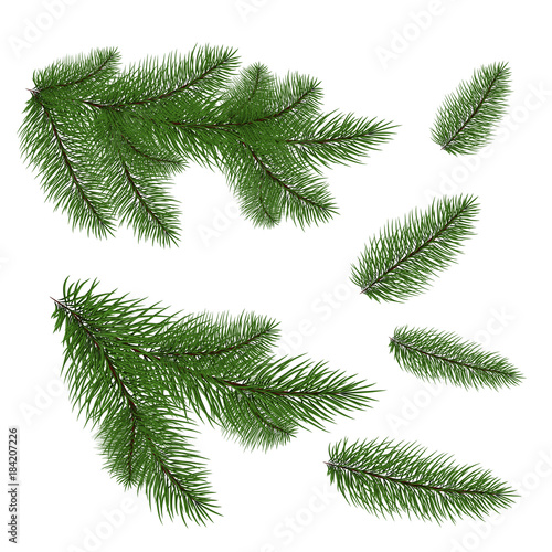 Set: fir branches. Fir tree branches for decoration. Drawing. Vector illustration. Eps 10.