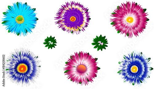 Set of different colorful asters with buds flower beauty design unique vector pattern blue red pink yellow green white holiday spring © Елена Нещерет