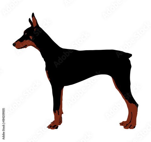 Portrait of Doberman Pincher dog vector illustration isolated.  German military guardian dog. Dog for detecting smuggling drugs. Beware of dog.