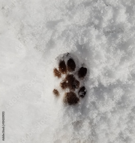 Photography Animal Tracks in Snow