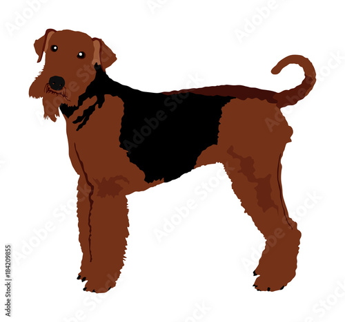 Portrait of Airedale Terrier vector illustration isolated. Big terrier dog. Beware of dog.