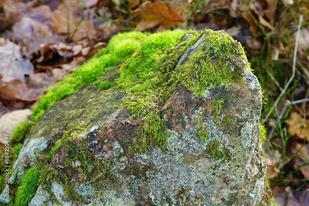 Obraz premium A stone covered with green moss.