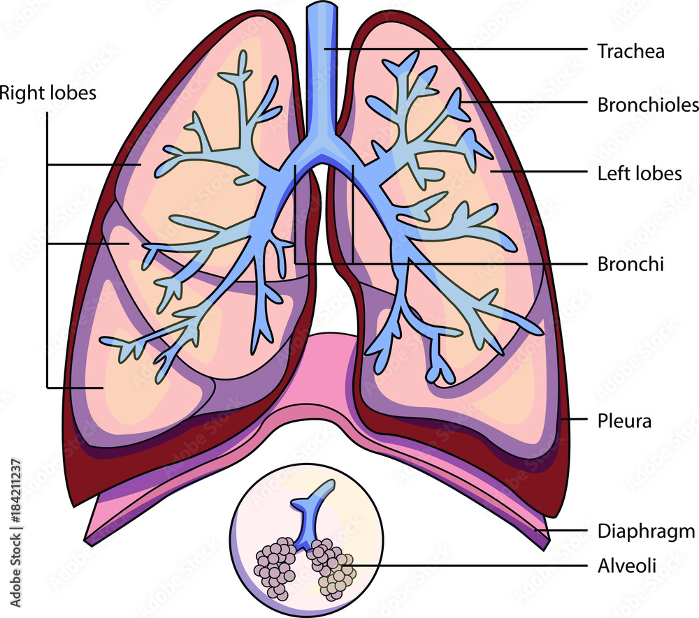 Anatomy Of The Lungs Labeled Nasal Cavity Trachea And Lung With Anatomy Of The Lungs Labeled Nasal Cavity Trachea And Lung With
