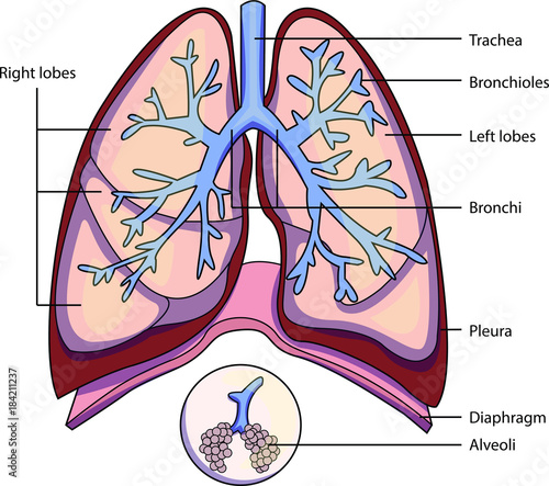 The structure of a lung with labeled parts. Biology vector illustration
