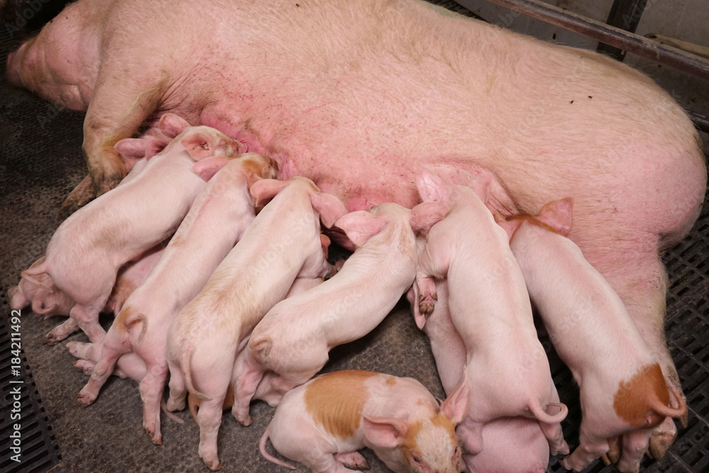 Piglets suck the breasts of their sow. Piglets suck the breasts of their sow.