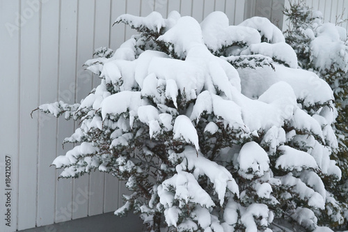 Snow-covered trees near the house wall.